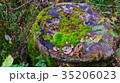地衣 年輪 林 35206023