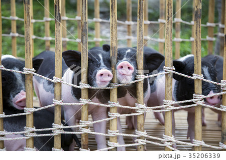 nose of black and white baby pig 35206339