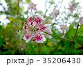 ユリ属 リリウム 鉄砲ユリ 35206430