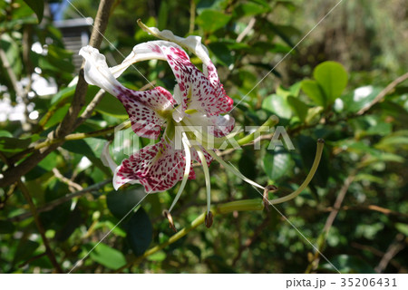 ユリ属 リリウム 鉄砲ユリ 35206431