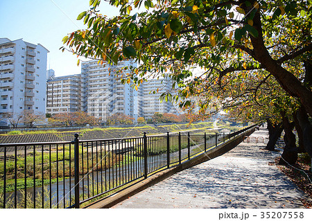 横浜市戸塚区　戸塚駅周辺　柏尾川河川敷　遊歩道 35207558