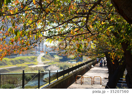 横浜市戸塚区　戸塚駅周辺　柏尾川河川敷　遊歩道 35207560