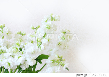 白い花 ストックの写真素材 3570