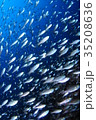 魚の群れ 35208636