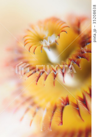 イバラカンザシ イバラカンザシ 35208638