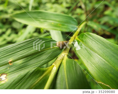 ホシアワフキ 35209080