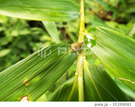 ホシアワフキ 35209081