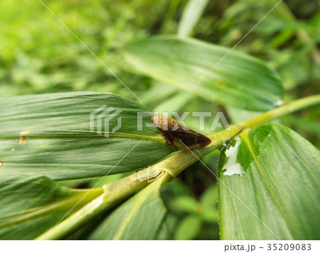 ホシアワフキ 35209083