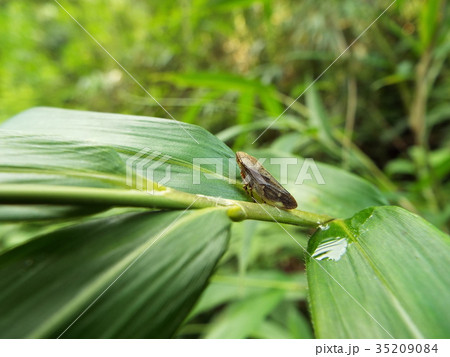 ホシアワフキ 35209084