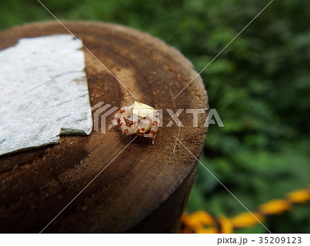 アズチグモ 35209123