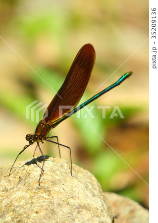 イトトンボ 35209136