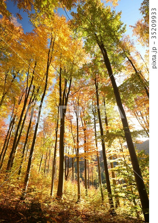 Autumn beech forest in the sunshine Autumn beech forest in the sunshine 35209933