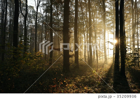 Autumn deciduous forest lit by morning sun Autumn deciduous forest lit by morning sun 35209936
