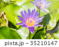 Lotus 35210147