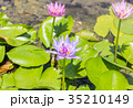 Lotus 35210149