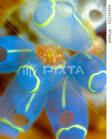 ホヤカクレエビ 35210360