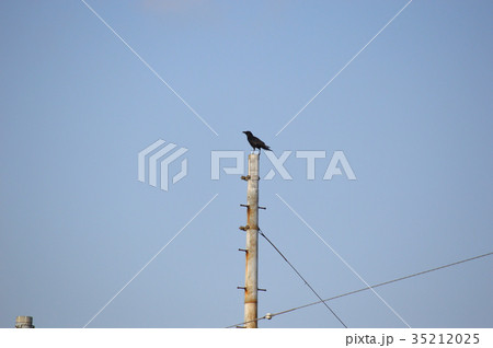 錆びた電柱とカラス 35212025