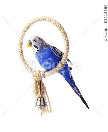 Budgie blue, isolated on white background 35212169