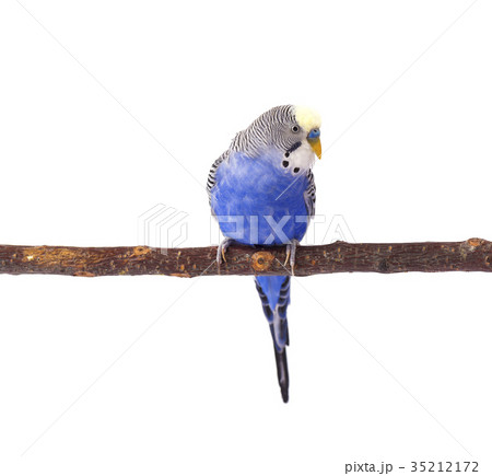 Budgie blue, isolated on white background 35212172