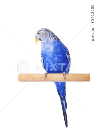 Budgie blue, isolated on white background 35212206