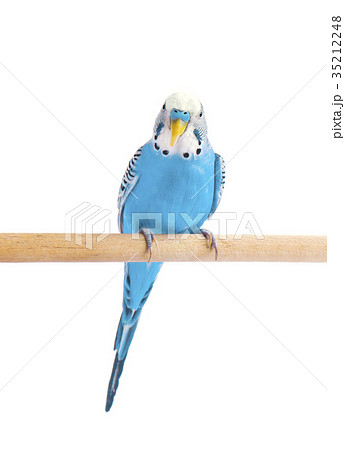 Budgie blue, isolated on white background 35212248