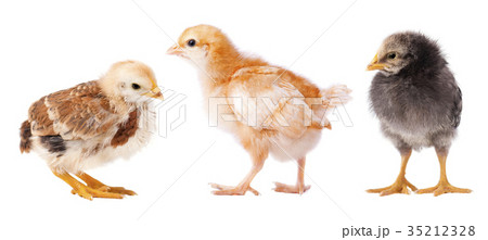 Small chickens isolated on white background Small chickens isolated on white background 35212328