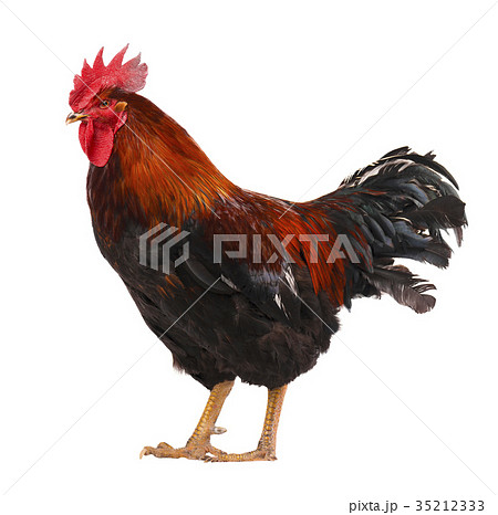 Beautiful male rooster isolated on white 35212333