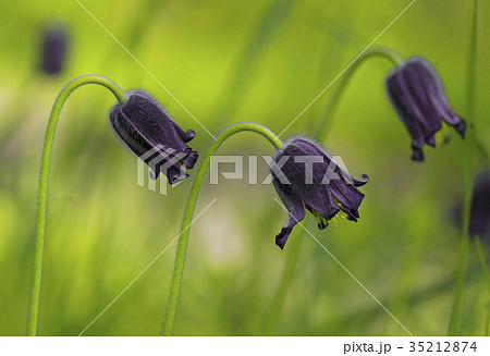 Beautiful purple small Spring Flower. Pulsatilla 35212874