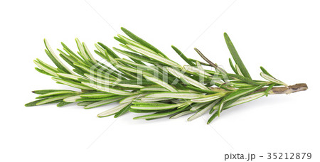 Fresh rosemary isolated on white background 35212879