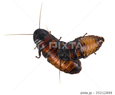 Cockroach isolated on white background Cockroach isolated on white background 35212899