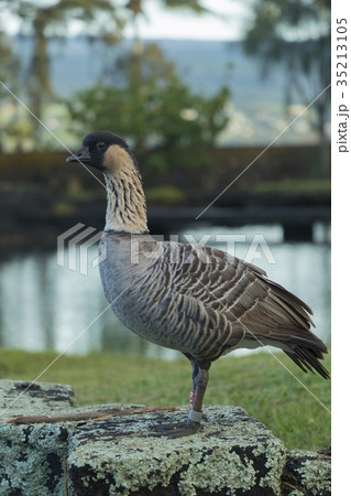 ネネ ネネ 35213105