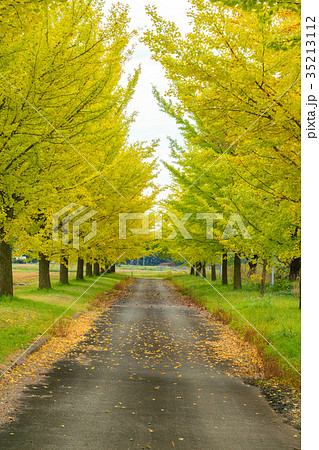銀杏並木 35213112