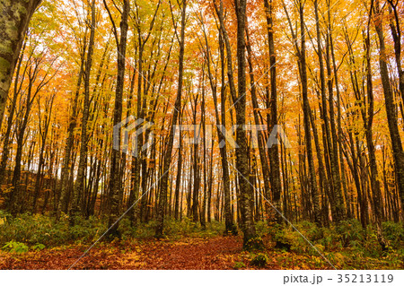 ブナ林 35213119
