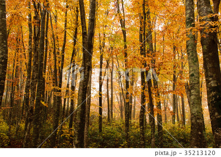 ブナ林 35213120