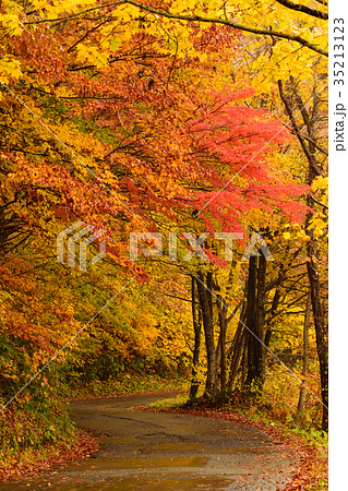 紅葉 35213123