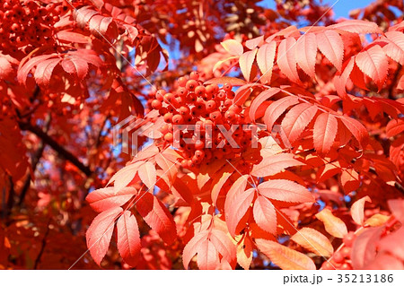 燃えるような赤い葉のナナカマド 35213186