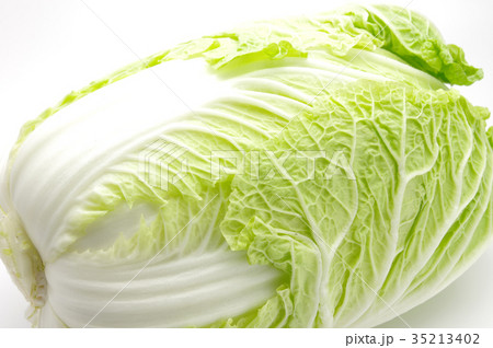 白菜 35213402