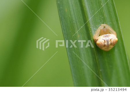 オオトリノフンダマシ　　メス 35213494