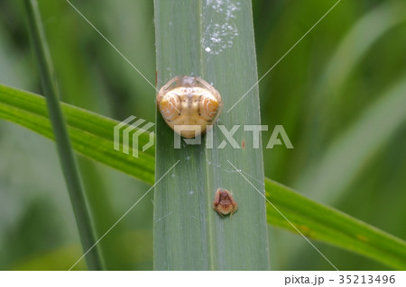 オオトリノフンダマシ　ペア 35213496