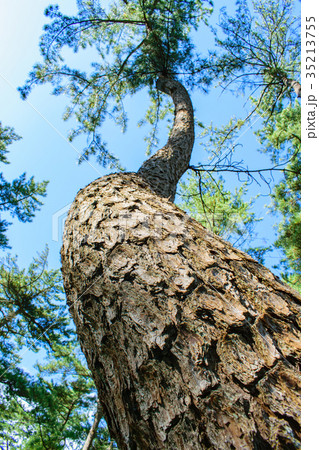 風の松原 風の松原 35213755