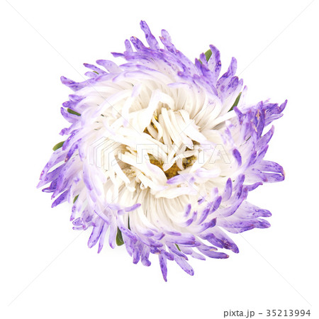 Aster flower isolated on white background. Close 35213994