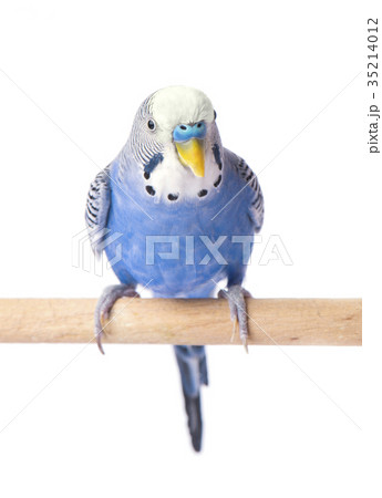 Wavy parrot blue color isolated on white 35214012