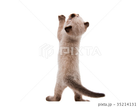 Kitten isolated 35214131