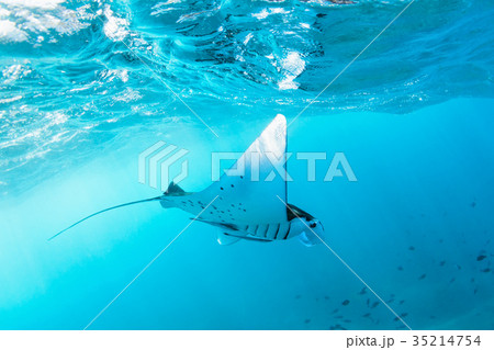 Underwater view hovering Giant oceanic manta ray Underwater view hovering Giant oceanic manta ray 35214754