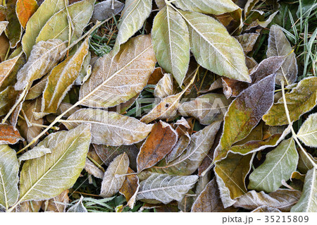 Leaves on the ground are covered with hoarfrost Leaves on the ground are covered with hoarfrost 35215809