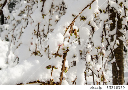 春先の雪景色 春先の雪景色 35216329