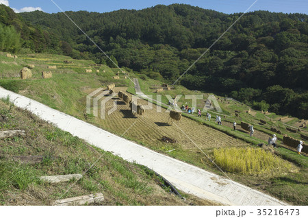 稲刈り後の稲倉の棚田　信州 35216473