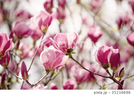 Magnolia spring flowers 35216696