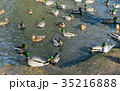 A lot of drakes and ducks swim together in a pond. 35216888