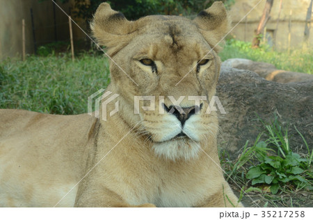 メスライオン・雌獅子 35217258